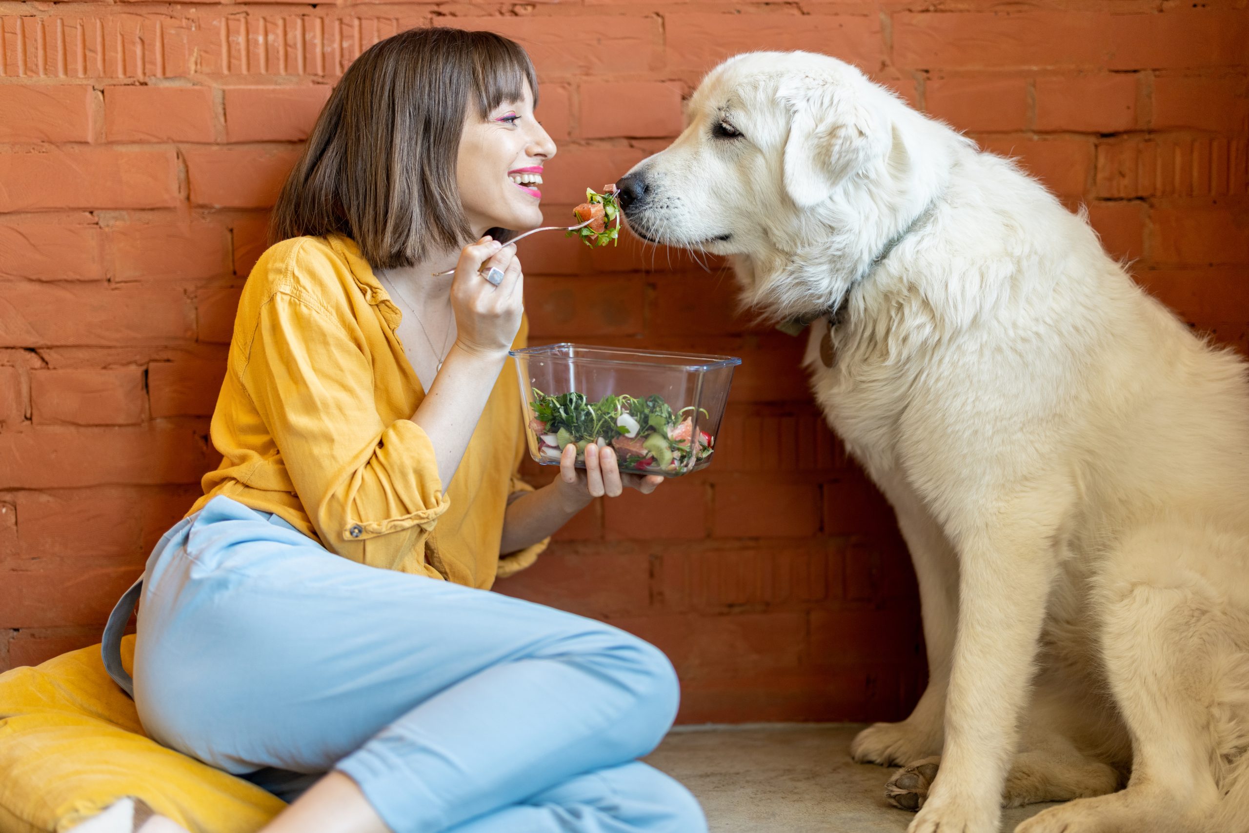 Pet food dog