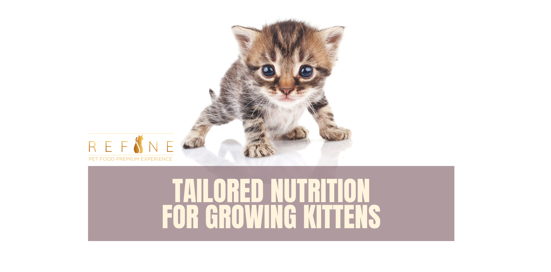 Tailored Nutrition for growing kittens