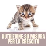 kitten