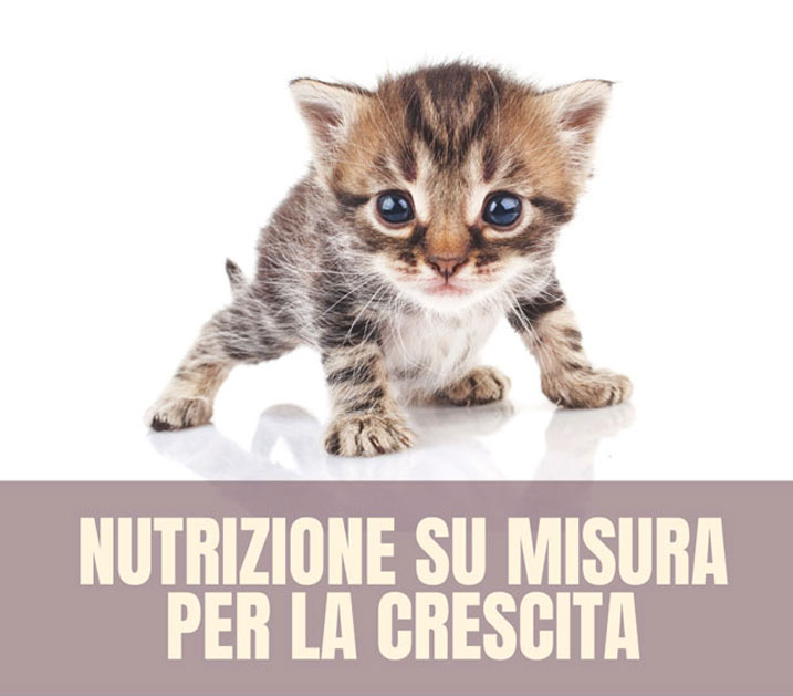 kitten