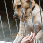REGALI-UTILI-PET-HOME
