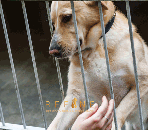 REGALI-UTILI-PET-HOME