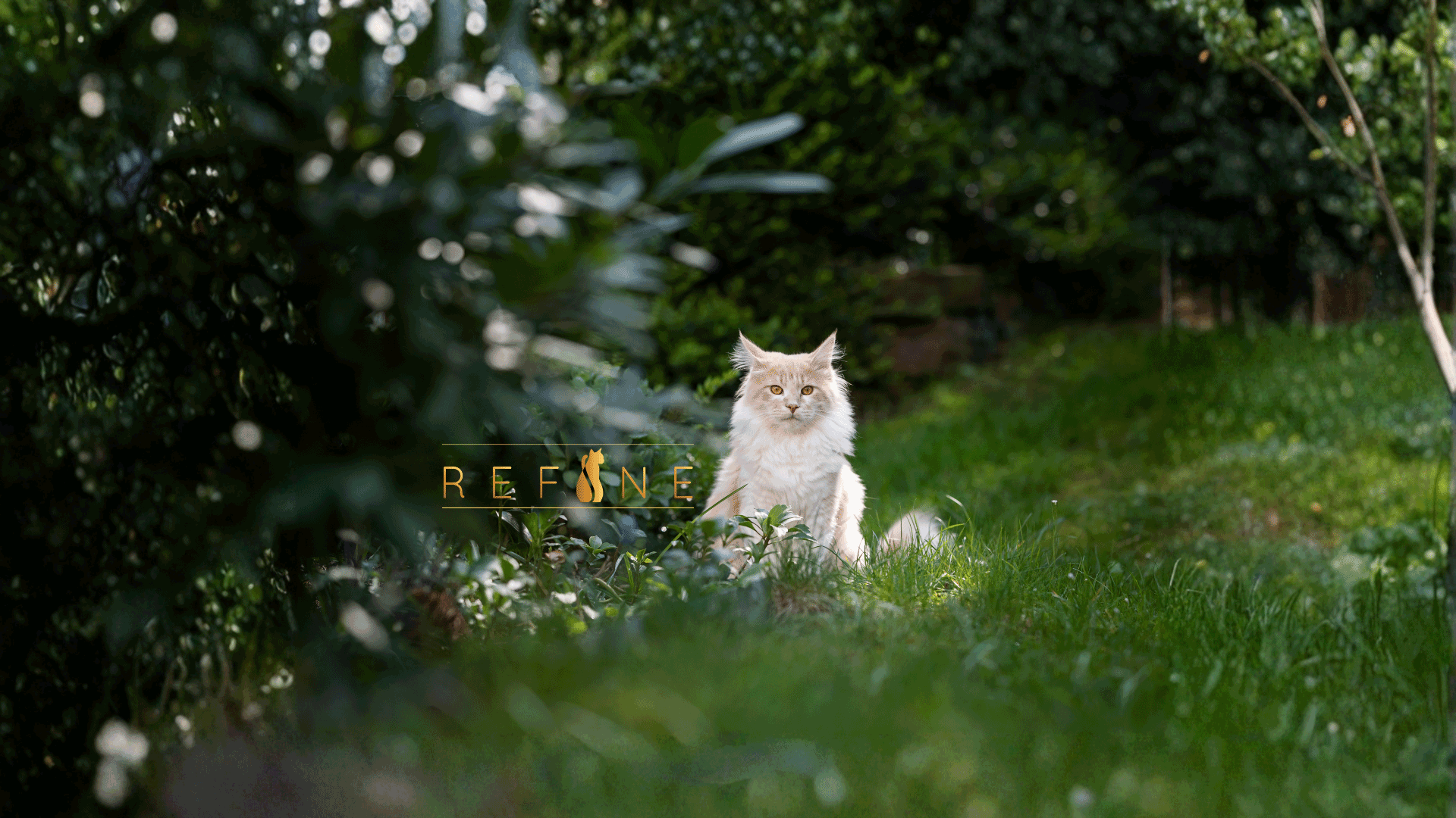 Refine pet food gatto-in-natura