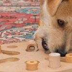 Regali-oroginape per pet-home