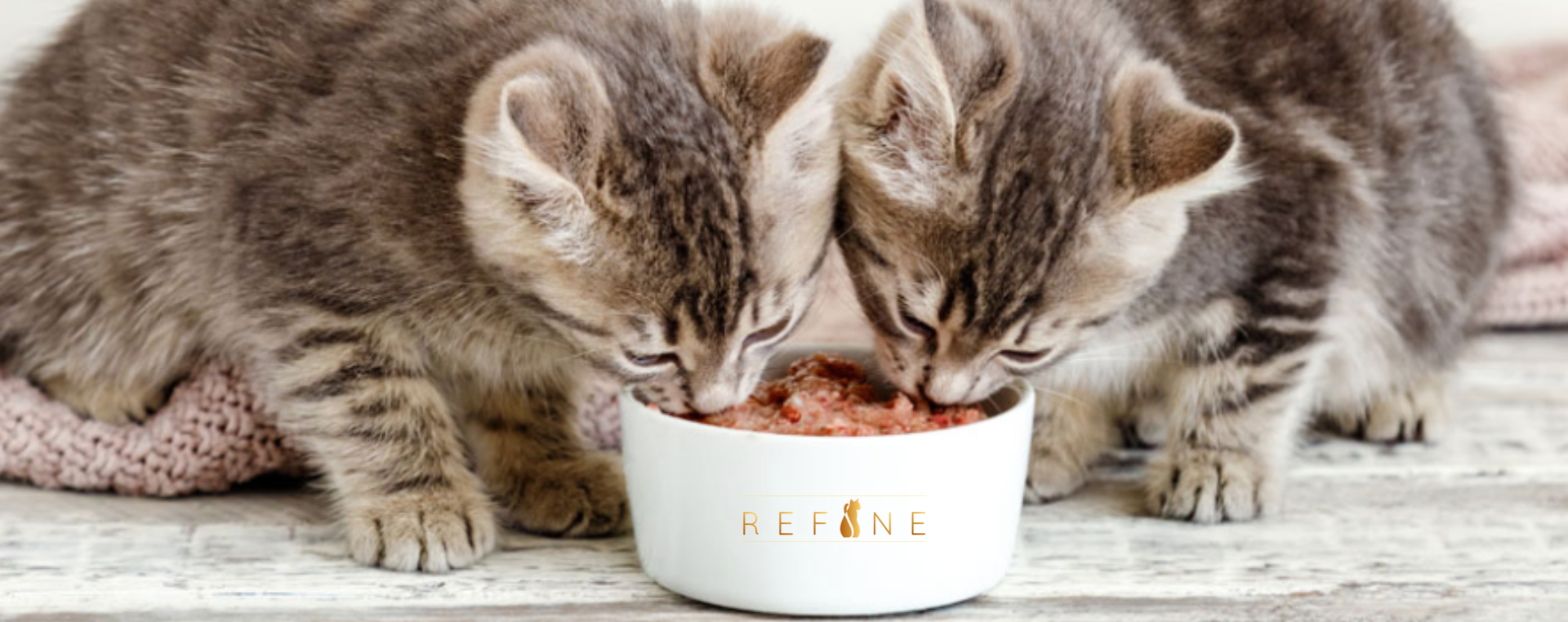 Gattini che mangiano