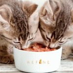 Gatti che mangiano