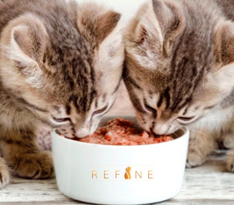Gatti che mangiano