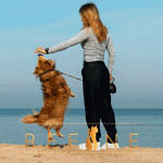 Pet snack
