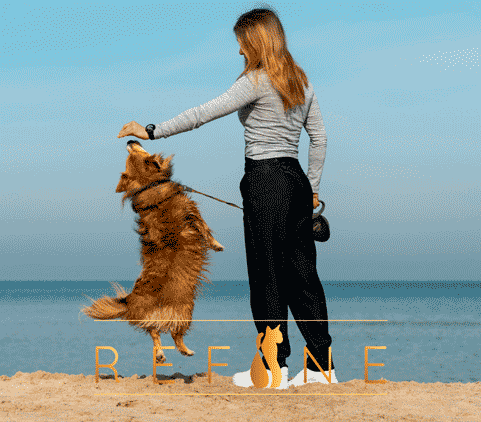 Pet snack