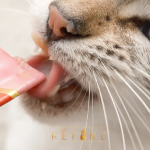 Refine Pet Foods Snacks trend
