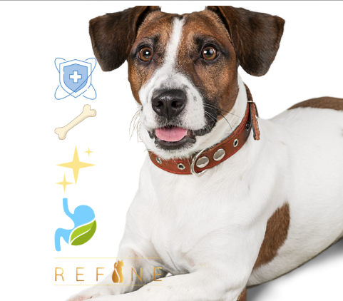 Refine Pet Foods Supplements