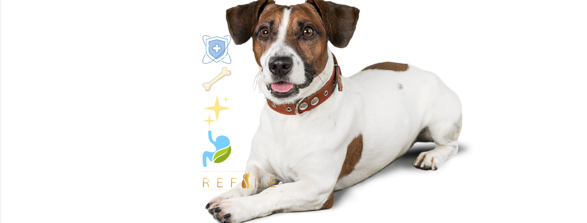 Refine Pet Foods Supplements